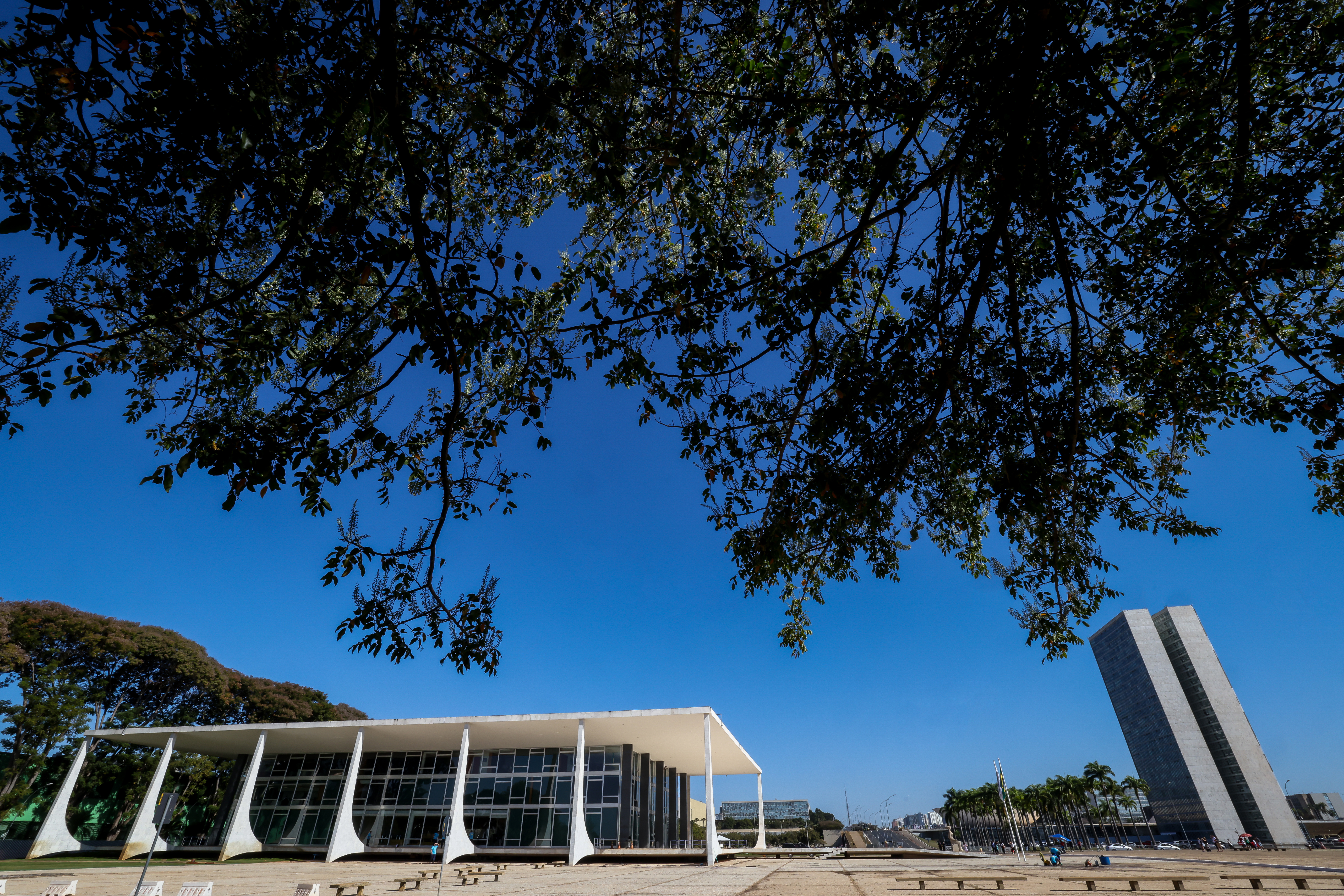 Parte de cima da foto coberta pela folhas da copa de uma árvore. Parte de baixo, ao fundo, do lado esquerdo, edifício-sede do STF e, lado direito, Congresso Nacional.