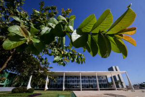 Detalhe do edifício-sede do STF, com folhagem em primeiro plano